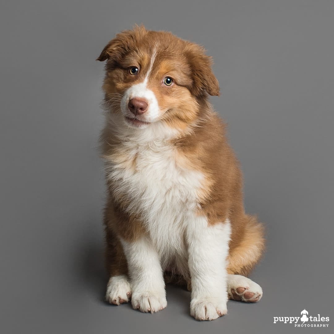 puppytalesphotography breezesky australianshepherds 5