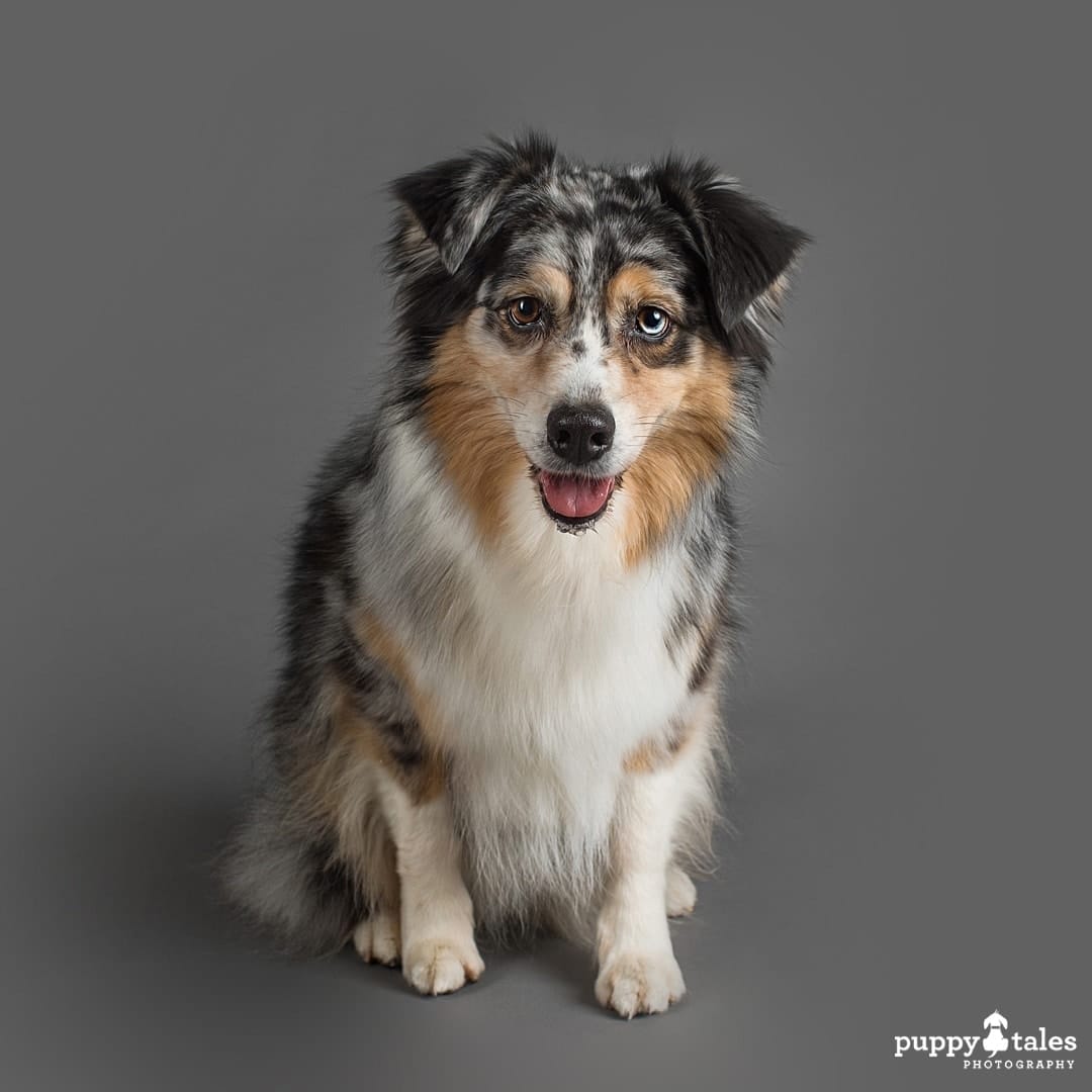 puppytalesphotography breezesky australianshepherds 8