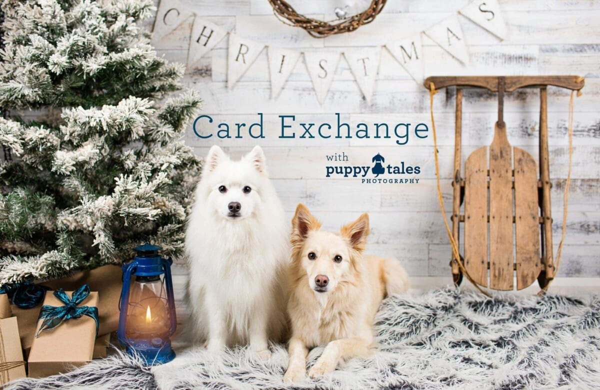 puppytalesphotography christmascardexchange 1