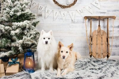 Christmas Card Exchange Australia 2019