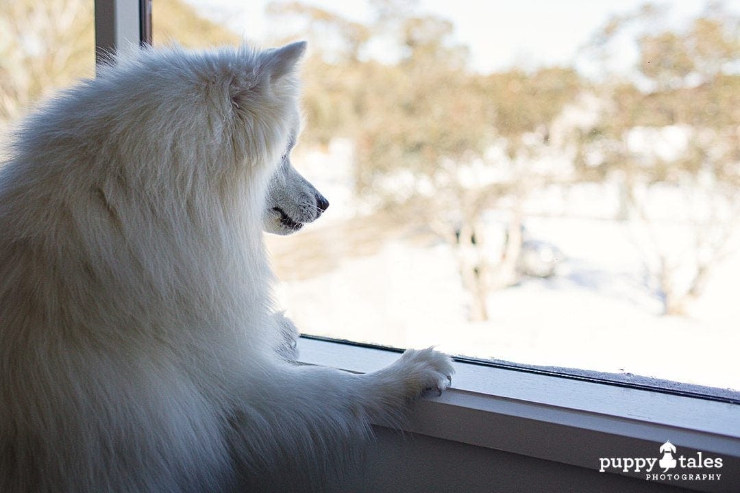 puppytalesphotography dinnerplaindogfriendlyaccommodation 1