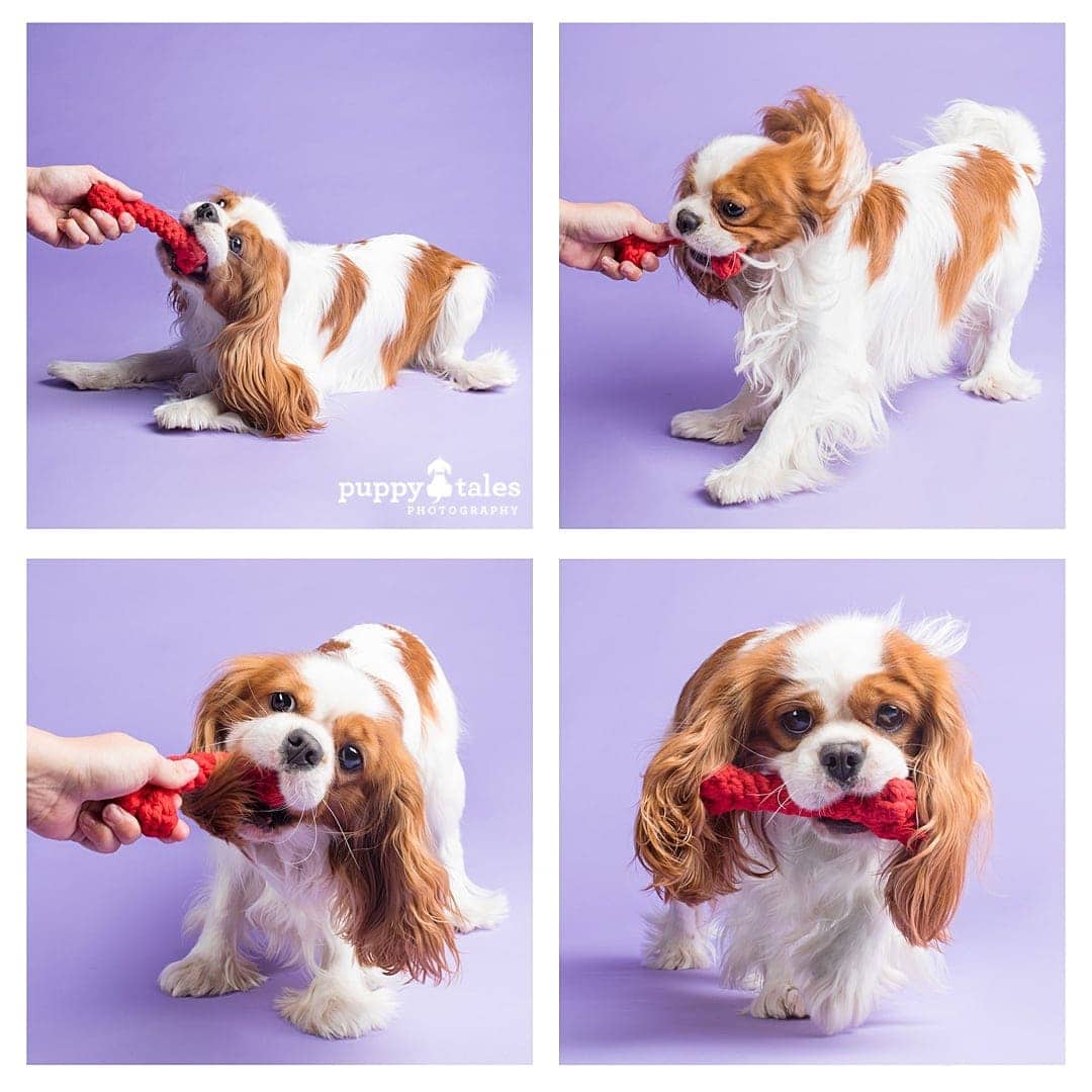 puppytalesphotography dogalogue cavalierkingcharlesspaniel lanceangus 10