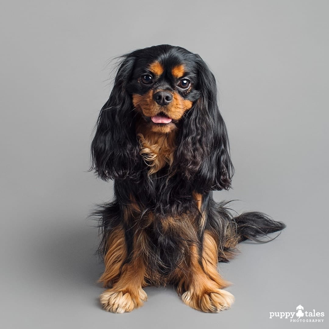 puppytalesphotography dogalogue cavalierkingcharlesspaniel lanceangus 11