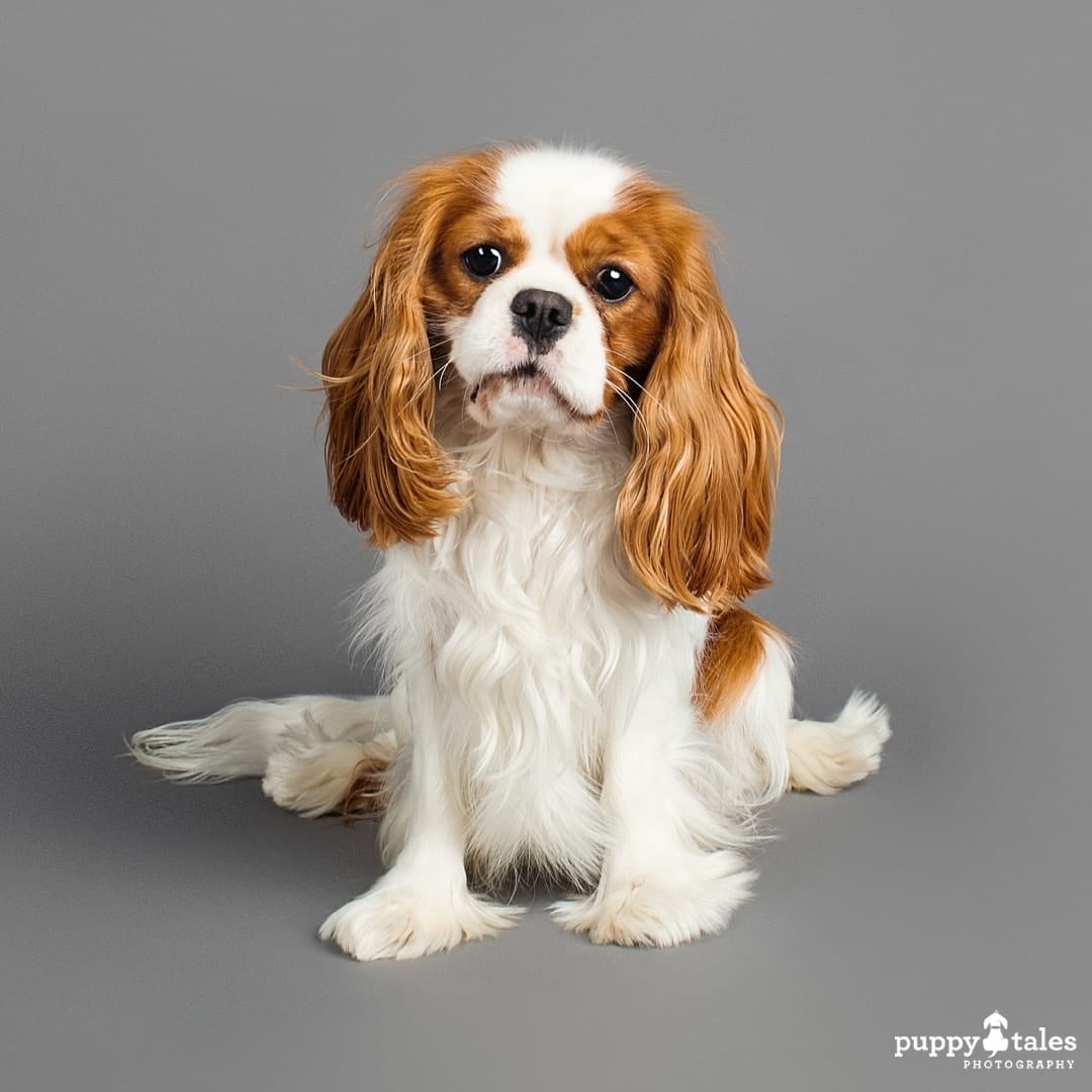 puppytalesphotography dogalogue cavalierkingcharlesspaniel lanceangus 12