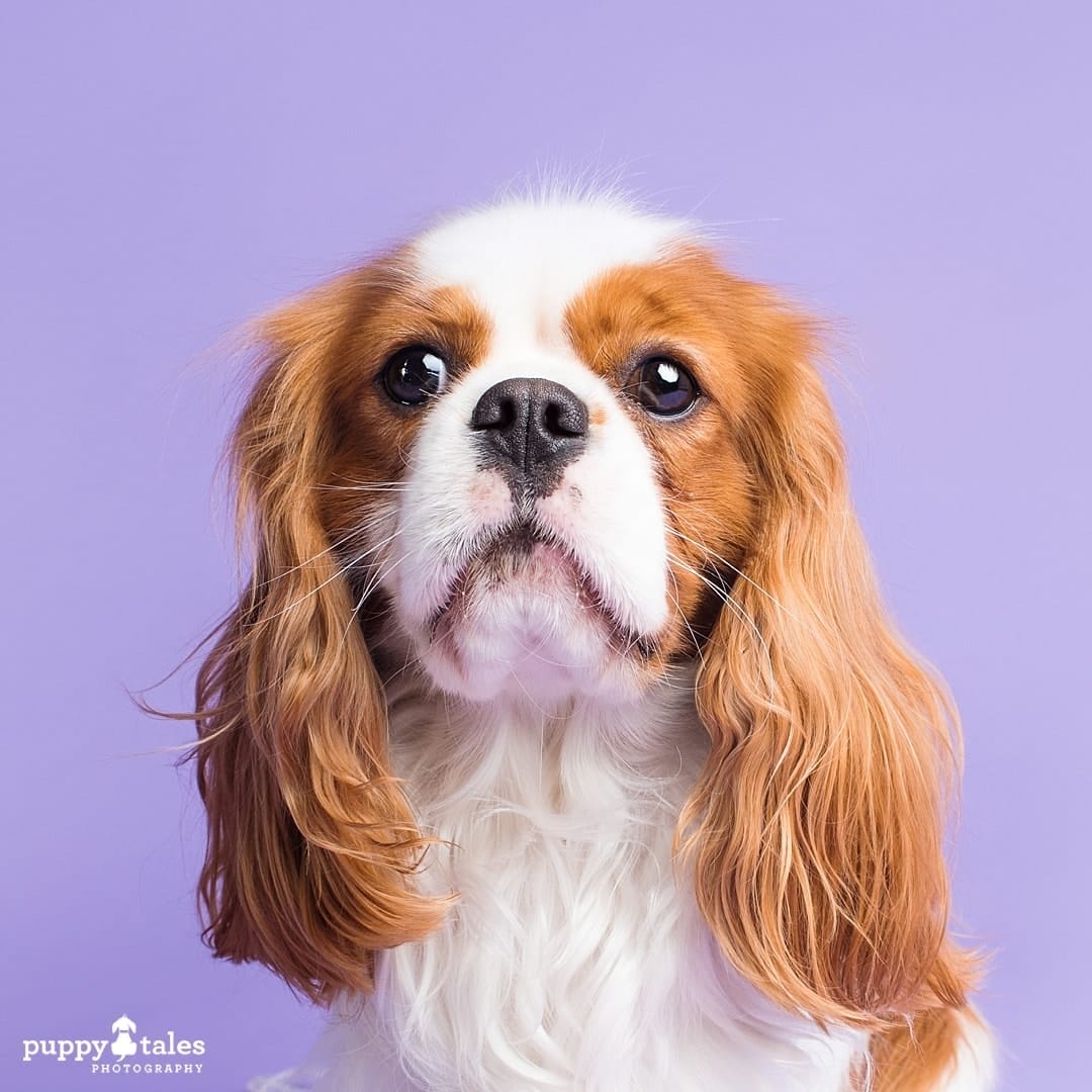 puppytalesphotography dogalogue cavalierkingcharlesspaniel lanceangus 8