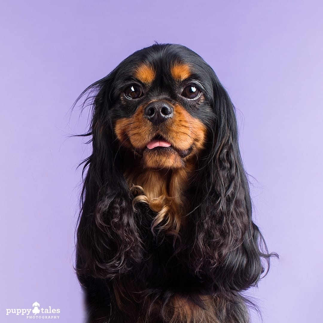 puppytalesphotography dogalogue cavalierkingcharlesspaniel lanceangus 9