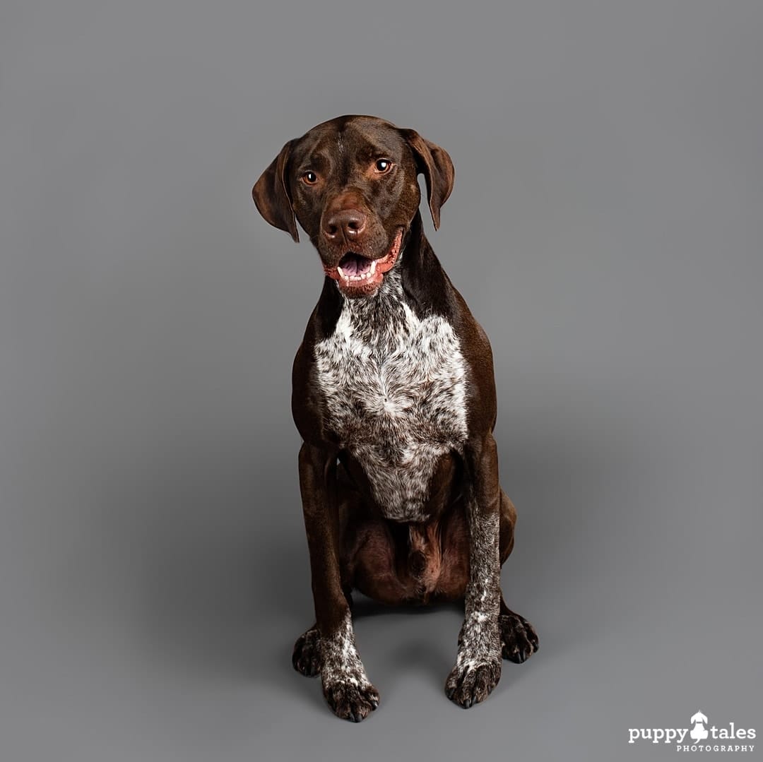 puppytalesphotography dogalogue germanshorthairedpointer x bullarab cooper 1