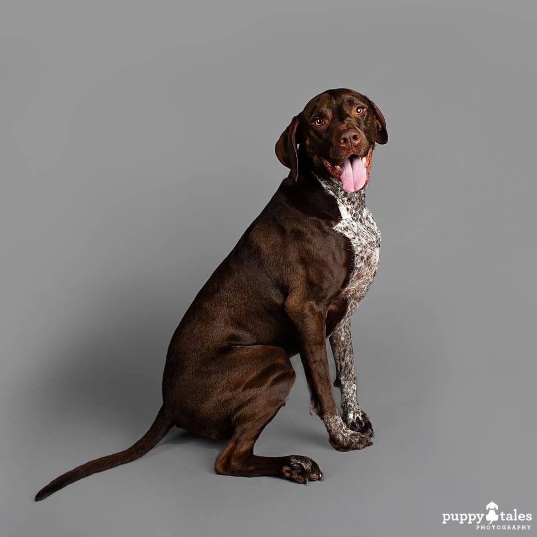 puppytalesphotography dogalogue germanshorthairedpointer x bullarab cooper 4