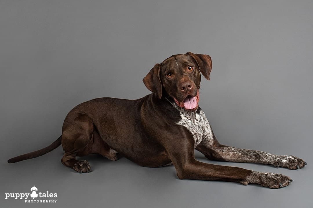 puppytalesphotography dogalogue germanshorthairedpointer x bullarab cooper 6