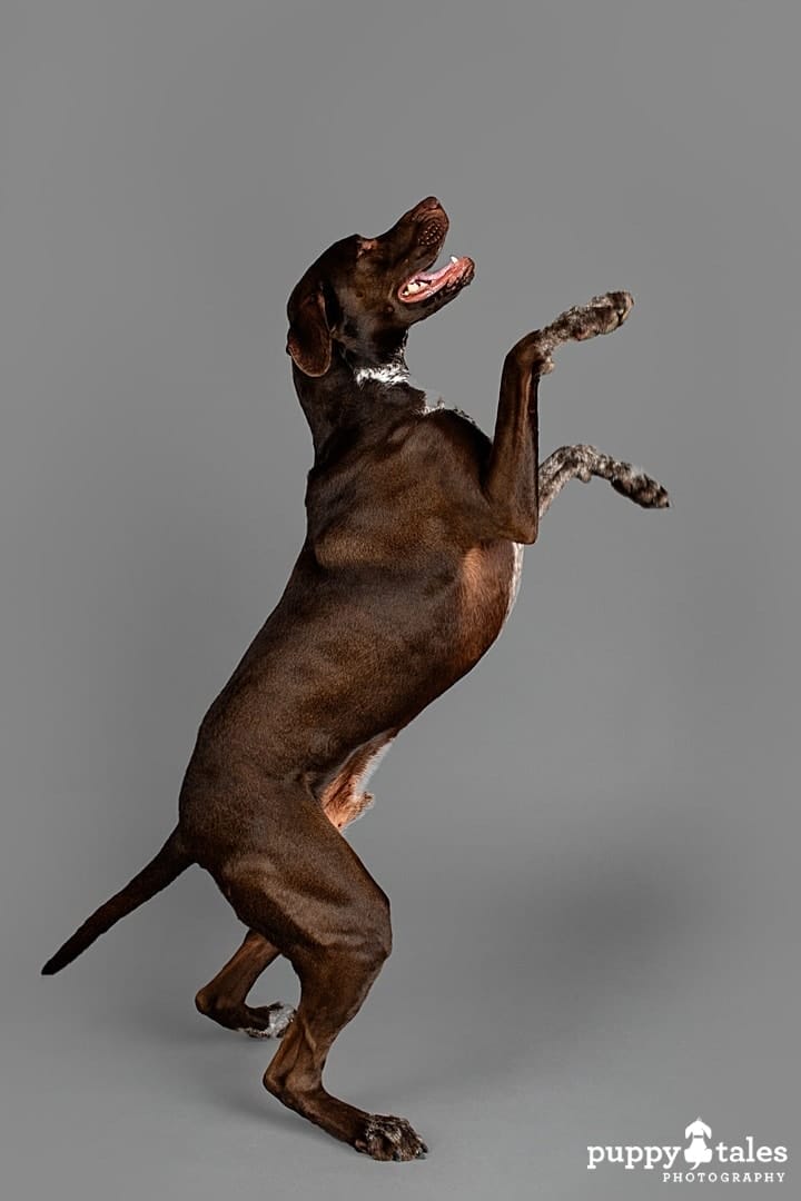 puppytalesphotography dogalogue germanshorthairedpointer x bullarab cooper 7