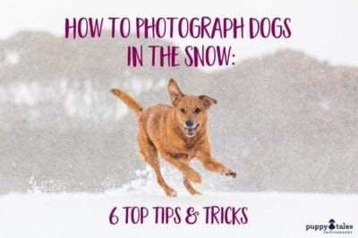 how to photograph dogs in the snow