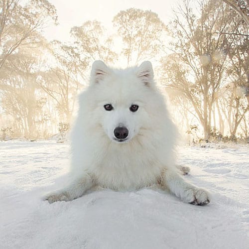 Meet Keiko…. the World’s Most Adorable Dog