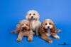 puppytalesphotography_magnet_adam, cookie&bella-1