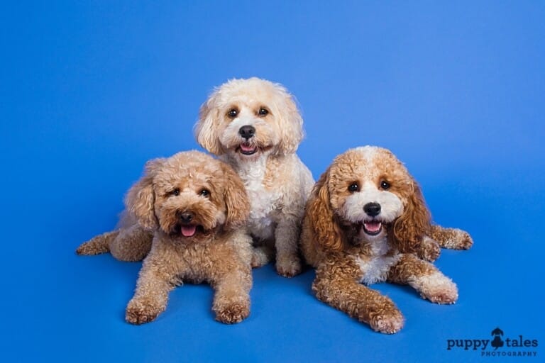 puppytalesphotography_magnet_adam, cookie&bella-1