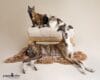 puppytalesphotography_magnet_birdie-1