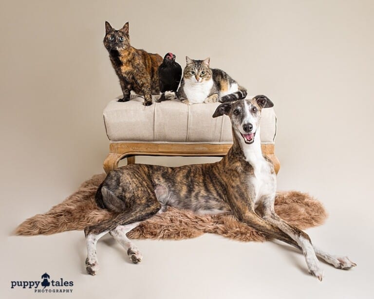 puppytalesphotography_magnet_birdie-1