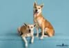 puppytalesphotography_magnet_mambo&sebastian-1
