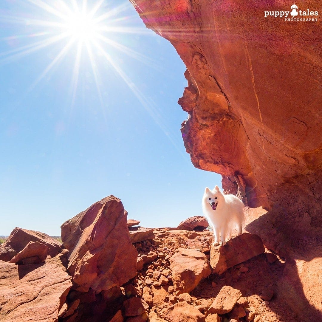 Japanese Spitz dog on red rock mountain landscape with star-shaped sunburst