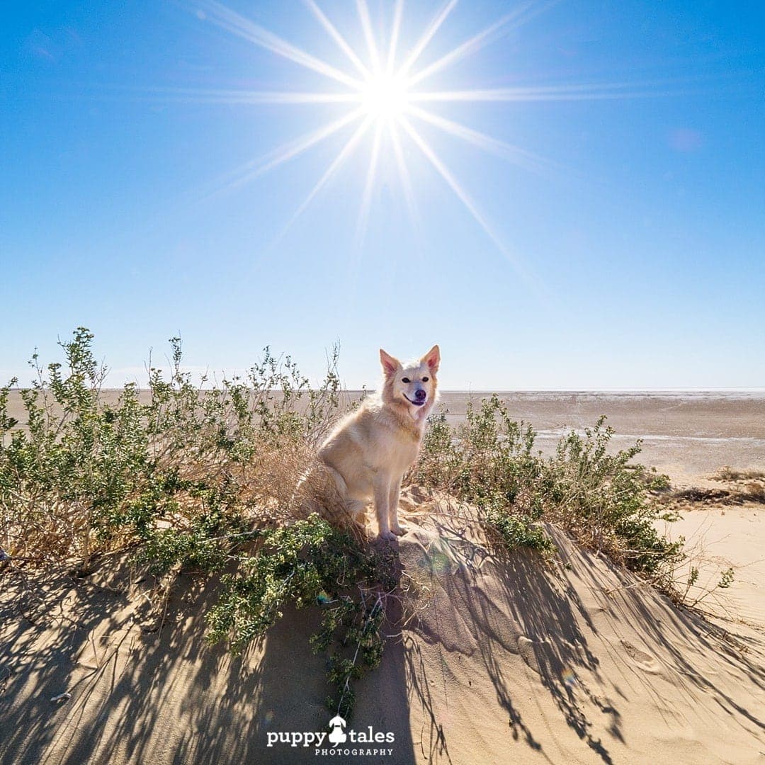 Border Collie dog sitting on a bumpy terrain with star-shaped sunburst above