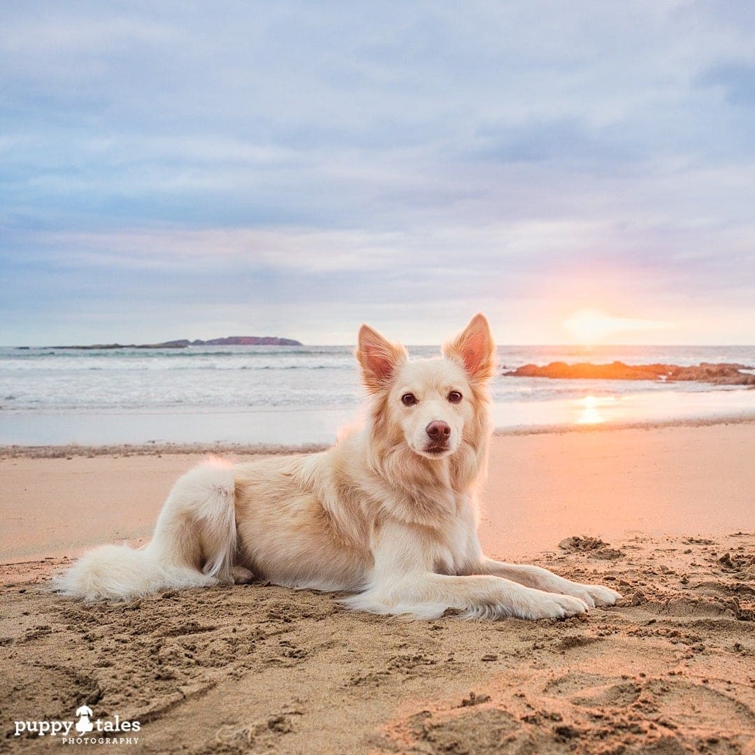 Border Collie stunning sunset photo on the beach