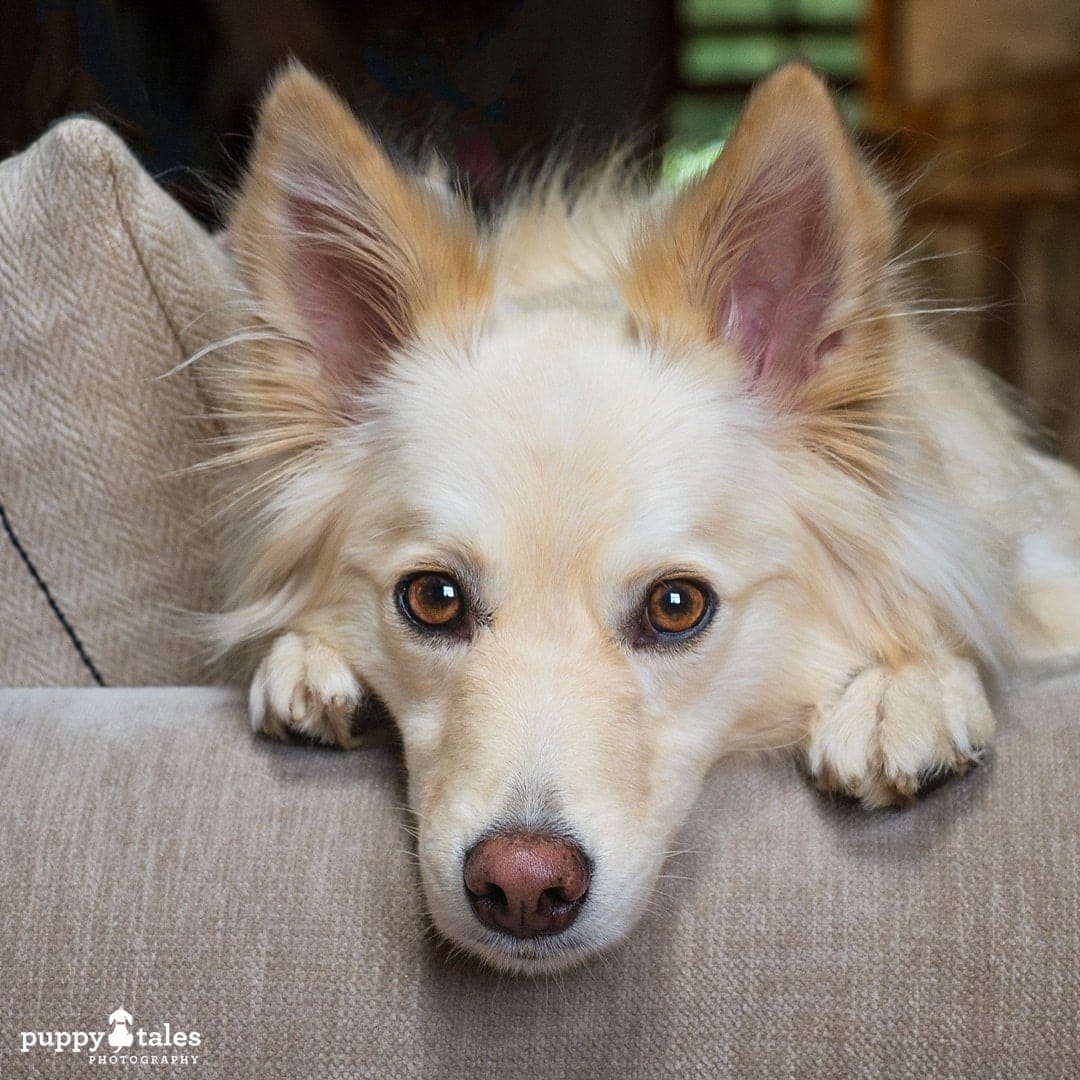 Border Collie posing on the couch
