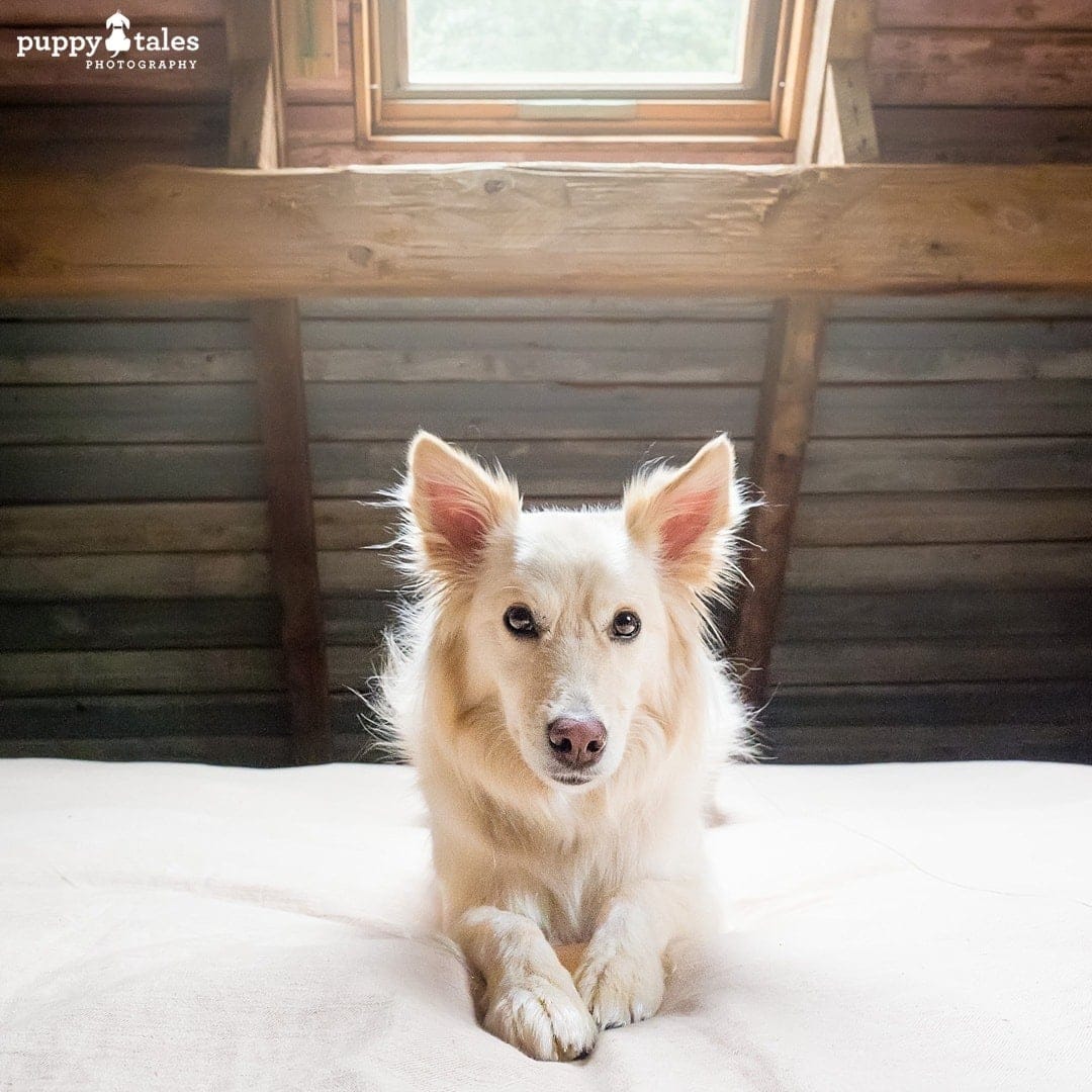 Border Collie dog posing on the bed