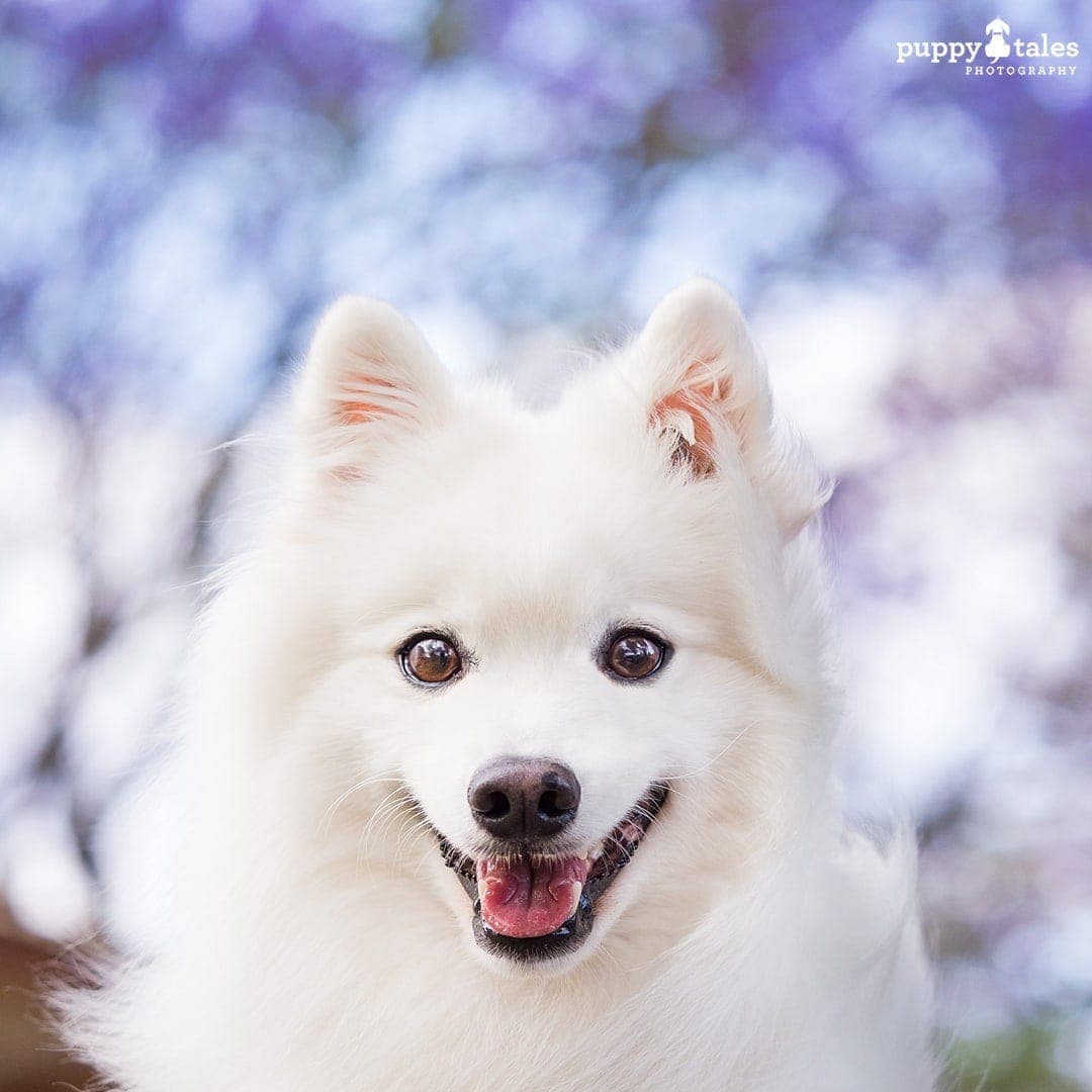 Japanese Spitz dog portrait with purple bokeh background