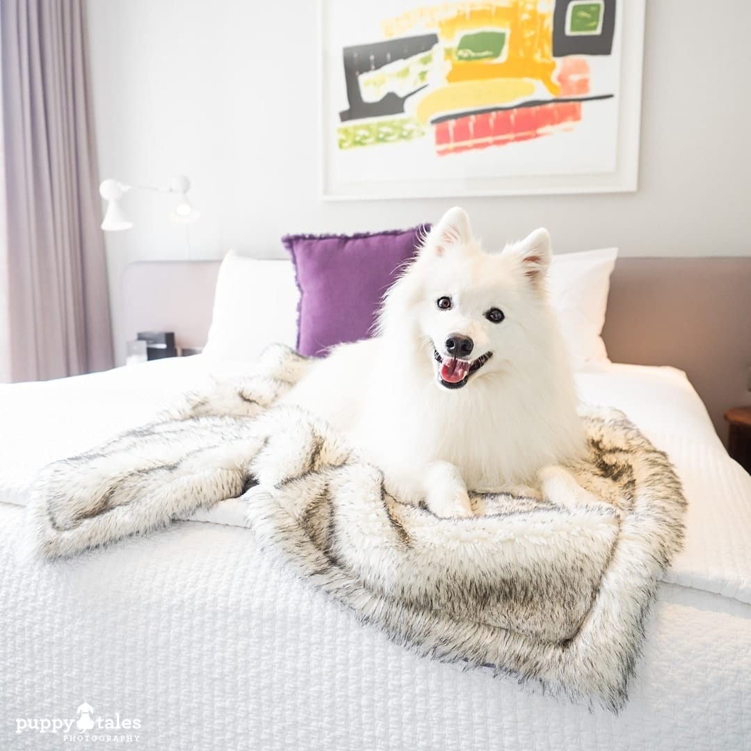 White Japanese Spitz dog posing on the bed