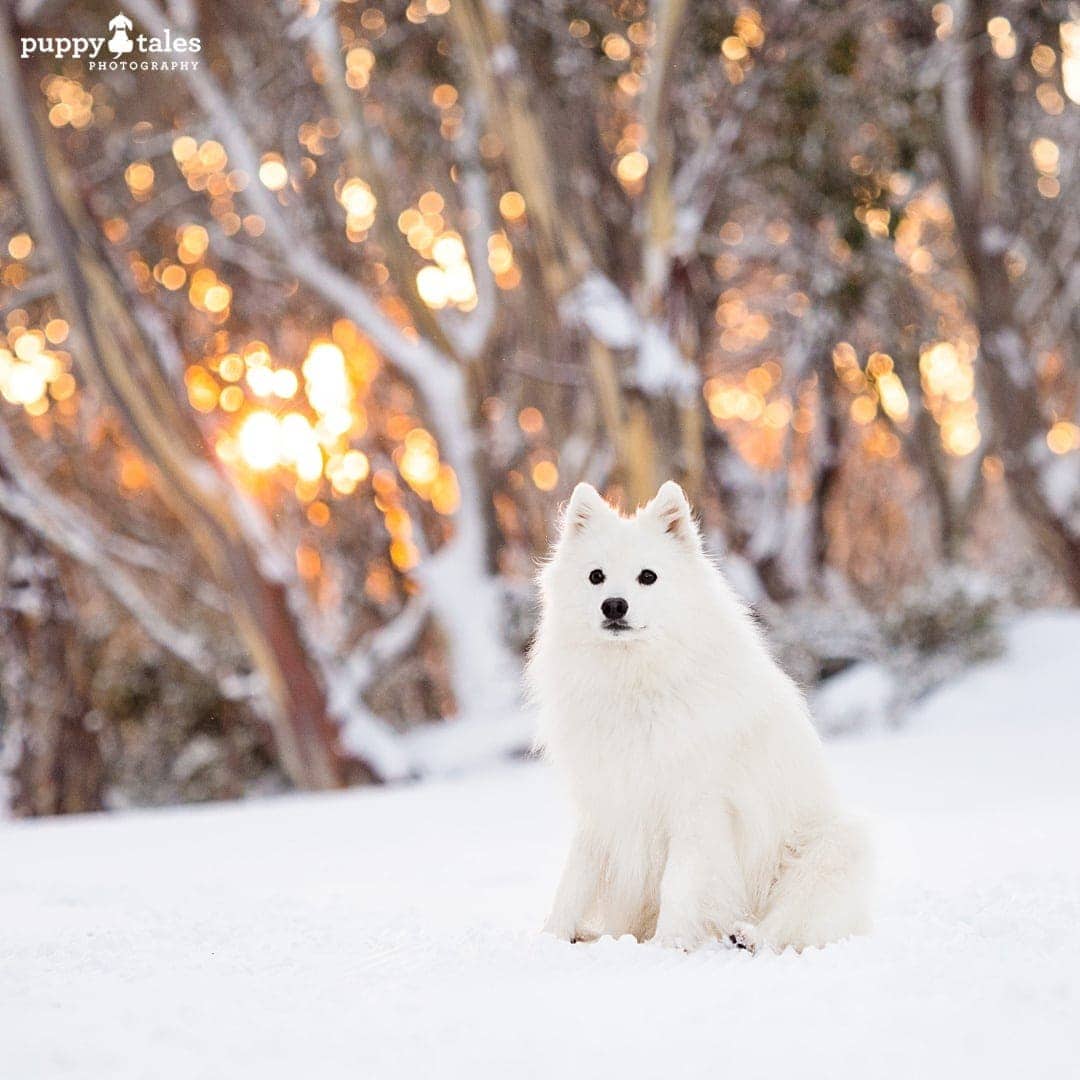 White Japanese Spitz dog sitting on snow-covered field with hazy background
