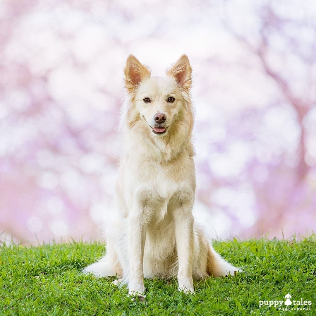 Border Collie dog sitting on grass with stunning bokeh background