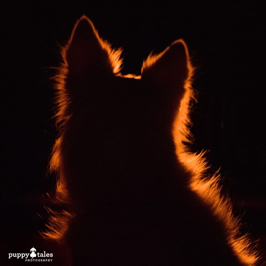 silhouette of a dog with firelight effect