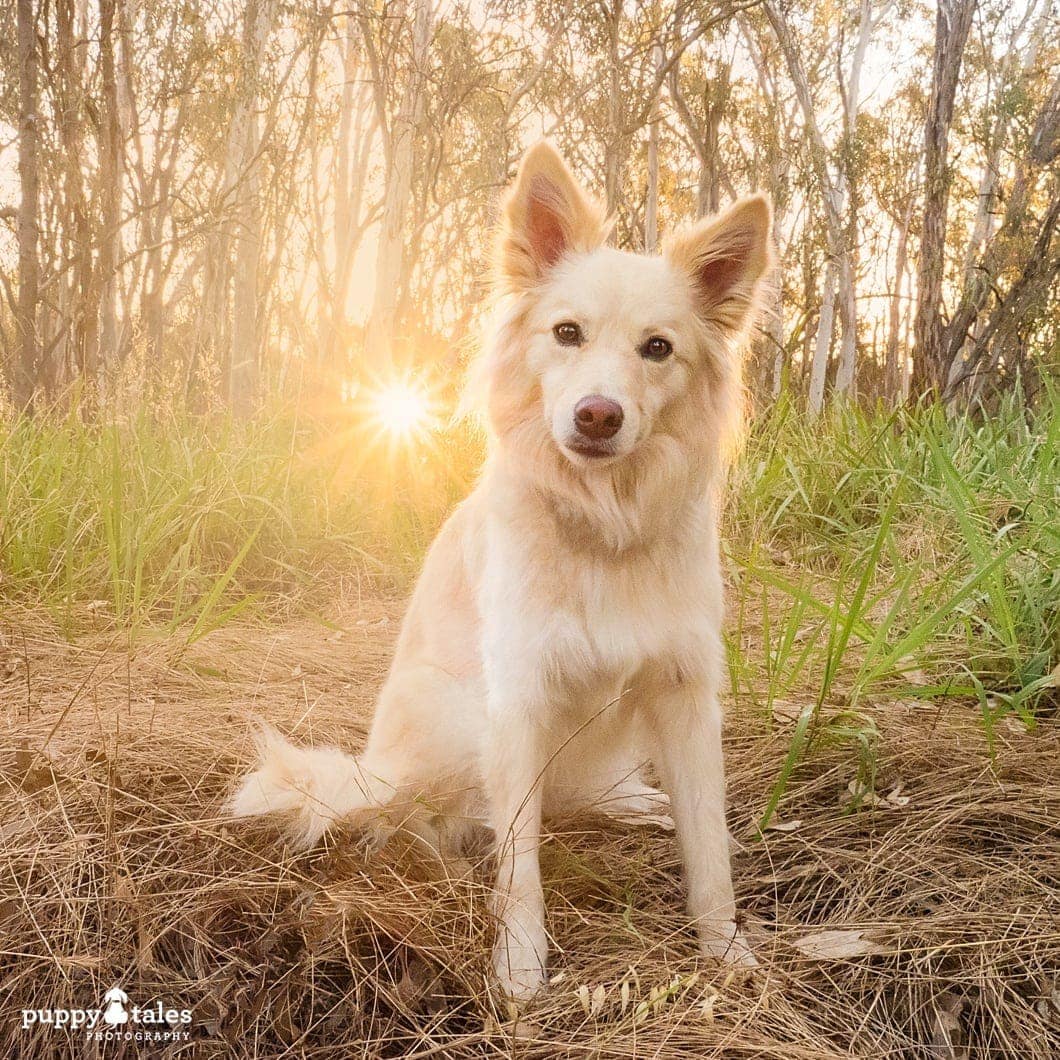 Border Collie dog head tilt sitting on the field with burst of light on the background