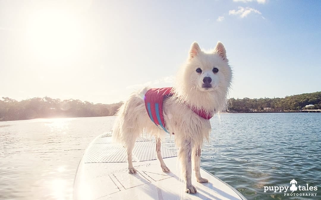 a Japanese Spitz dog standing on a paddle board
