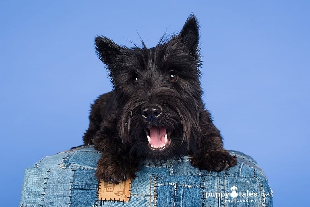 puppytalesphotography petphotographylocations 1