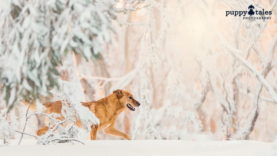 puppytalesphotography petphotographylocations 3