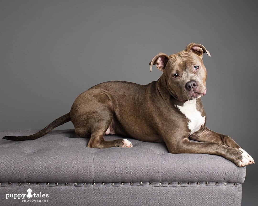 puppytalesphotography projectdogalogue americanstaffy ella 2