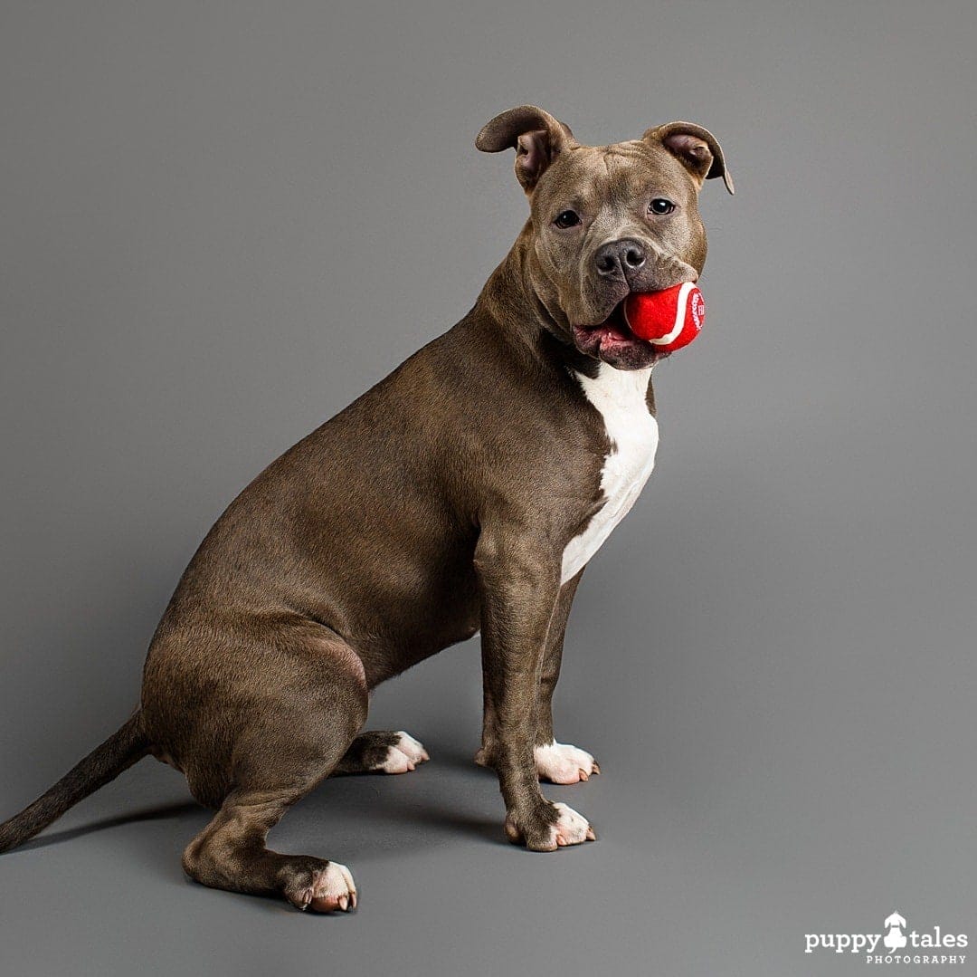 puppytalesphotography projectdogalogue americanstaffy ella 5