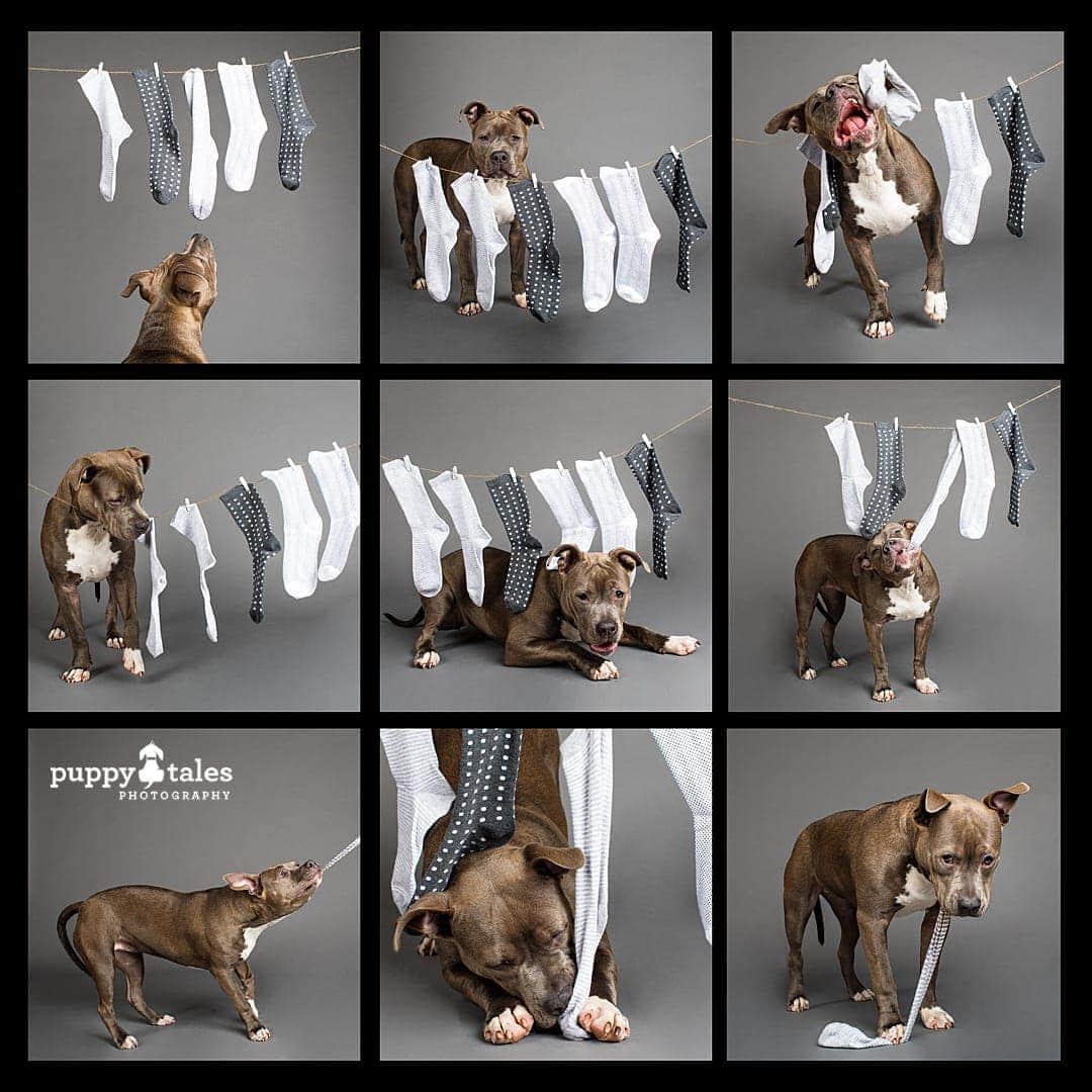 puppytalesphotography projectdogalogue americanstaffy ella 6