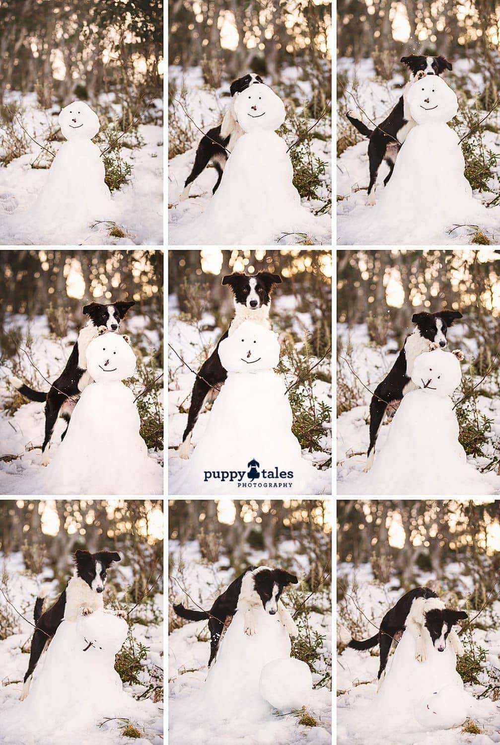 puppytalesphotography puppyrosiesnowmandinnerplain 1