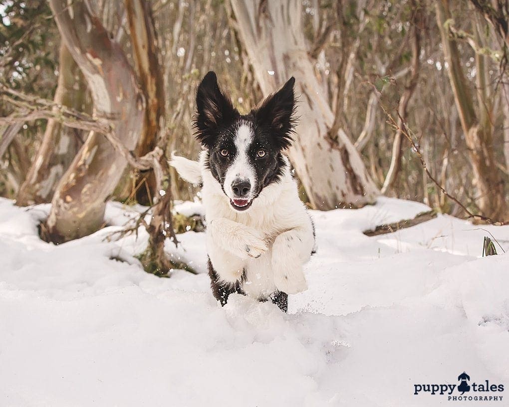 puppytalesphotography rosie thejump 2