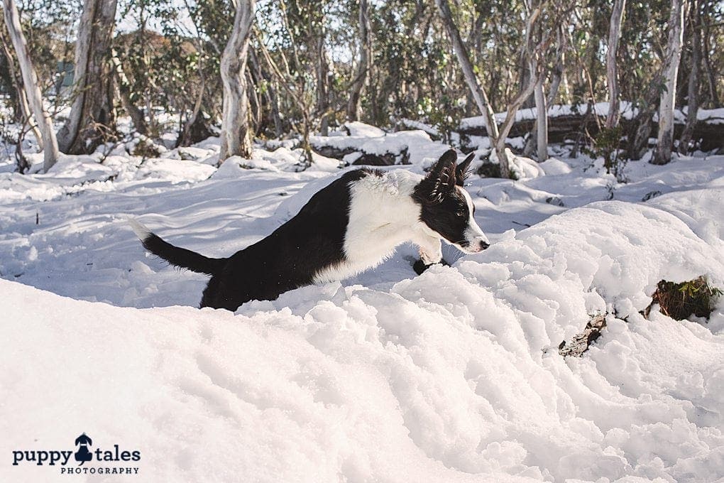 puppytalesphotography rosie thejump 3