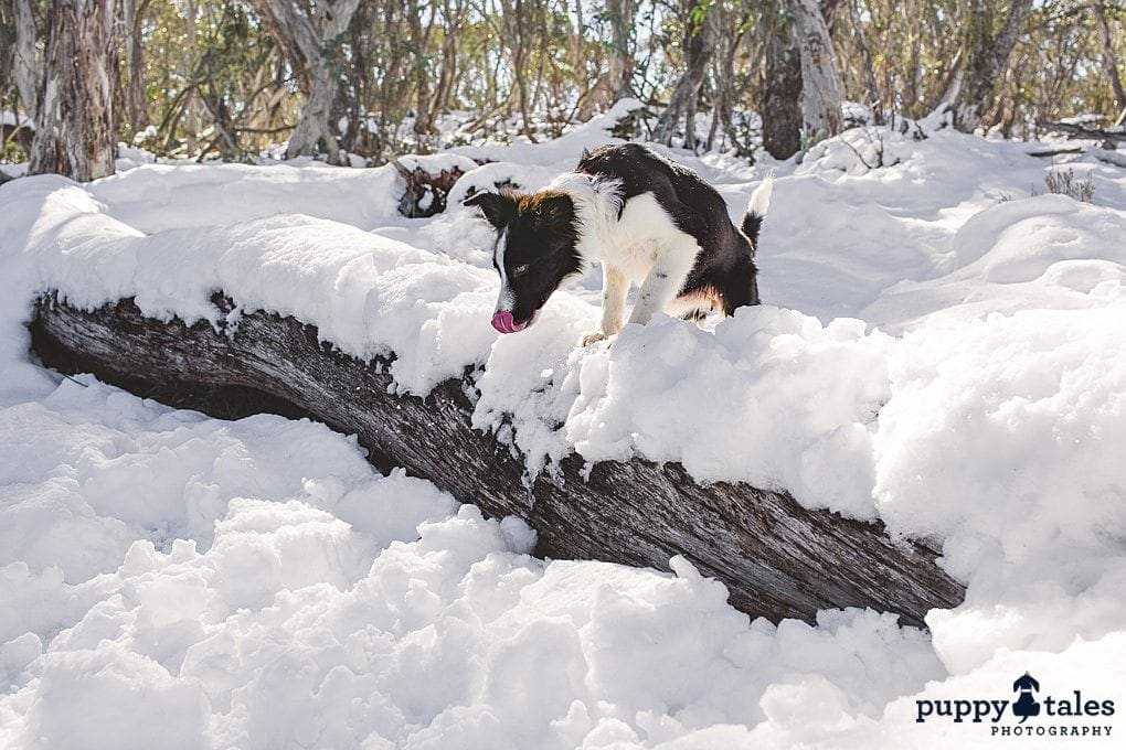 puppytalesphotography rosie thejump 4