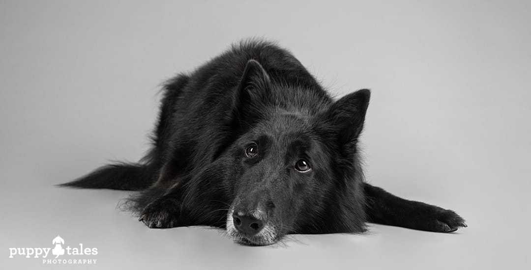 puppytalesphotography soma belgian shepherd 1
