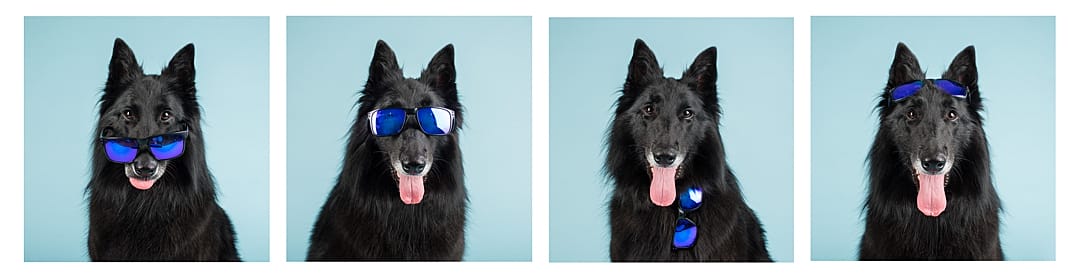 puppytalesphotography soma belgian shepherd 2
