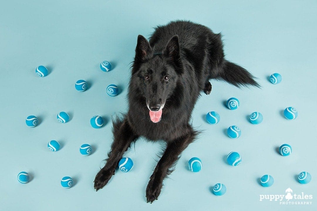 puppytalesphotography soma belgian shepherd 5