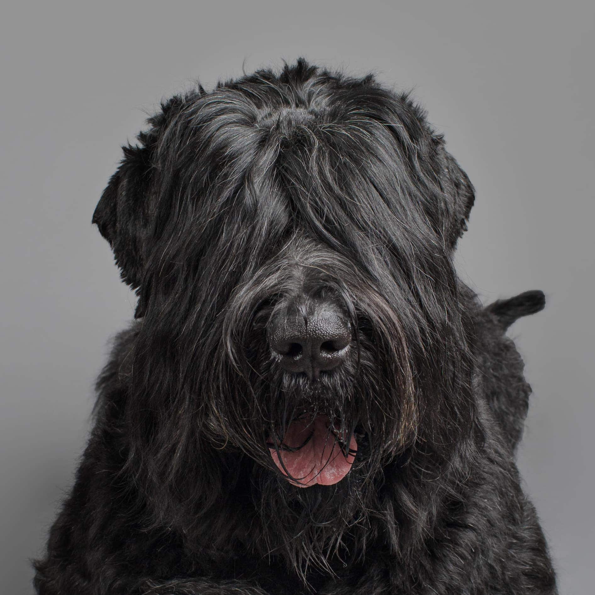 puppytalesphotography testimonials ellen 4