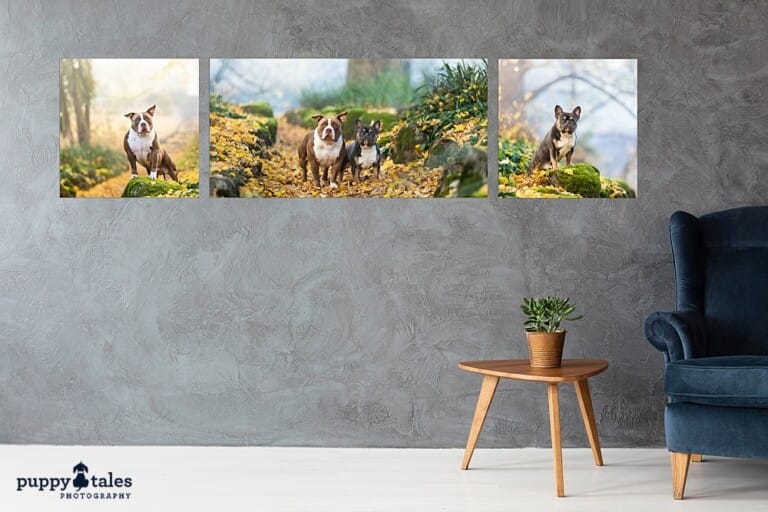 Velvet armchair next to small wooden table with green plant in pot, real photo with copy space on concrete wall
