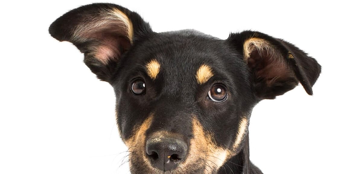 puppytalesphotography website 100