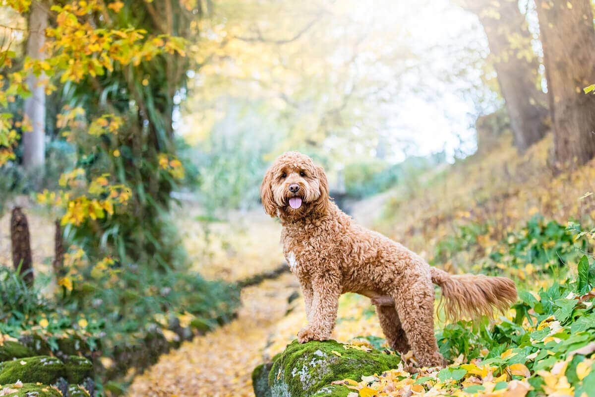 puppytalesphotography website 138