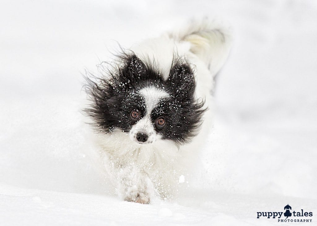 dog walking in the snow with hair fluttering in the wind